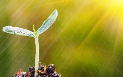 Des graines pour développer son magnétisme
